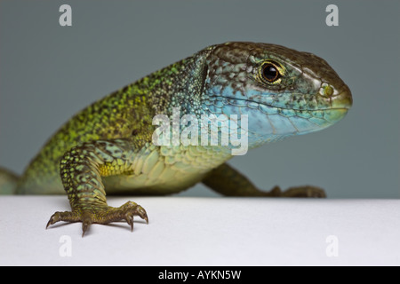 Una fotografia di un verde lucertola maschio (Lacerta viridis bilineata) prese in studio. Ritratto en studio d'onu lézard vert mâle. Foto Stock