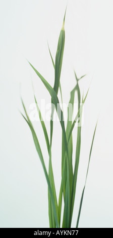 Cymbopogon citratus, citronella, febbre di erba, al profumo di limone, Sharp, foglie lineari, Foto Stock