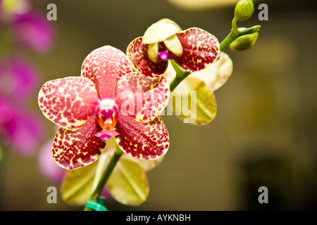 Orchidee come cresciuto in una casa calda in Florida USA Foto Stock