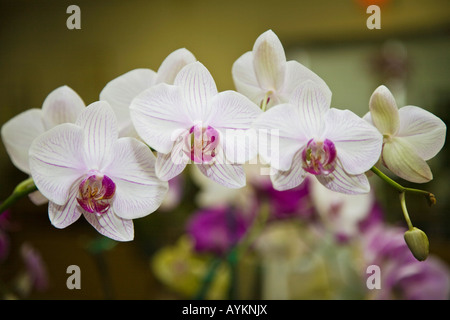 Orchidee come cresciuto in una casa calda in Florida USA Foto Stock