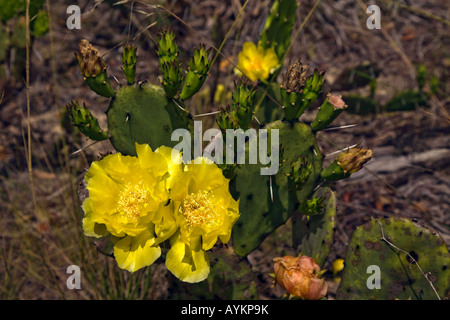 Giallo Wild Ficodindia Cactus in Florida USA Foto Stock
