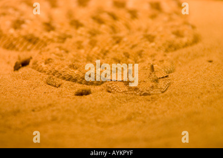 Saharan vipera cornuta Foto Stock