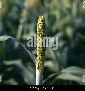 Verde di semi di sorgo testa tollerante agli erbicidi / Università della Georgia la ricerca trama TIFTON GEORGIA Foto Stock