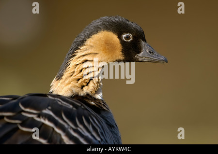 Oca hawaiana o ne ne Branta sandvicensis Foto Stock