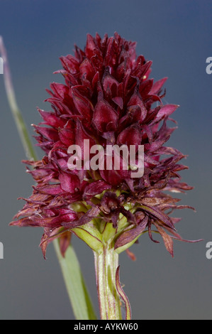 Black Vanilla Orchid Nigritella nigra Foto Stock