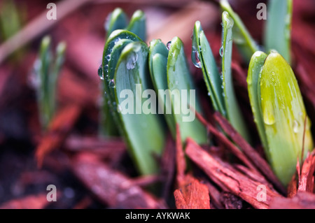 Daffodil, narcisi lascia emergere Foto Stock