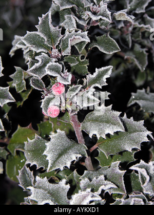 ILEX AQUIFOLIUM. HOLLY. Smerigliati Foto Stock