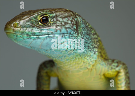 Una fotografia di un verde lucertola maschio (Lacerta viridis bilineata) prese in studio. Ritratto en studio d'onu lézard vert mâle. Foto Stock