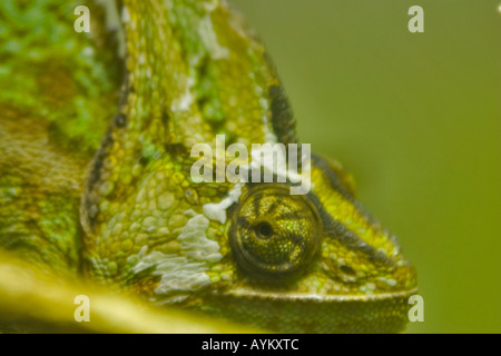 Chameleon Foto Stock