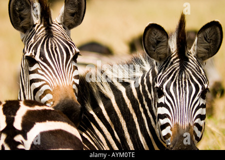 Una zebra appoggia la sua testa su un altro di nuovo nel Parco Nazionale di Tarangire e, Tanzania. Foto Stock