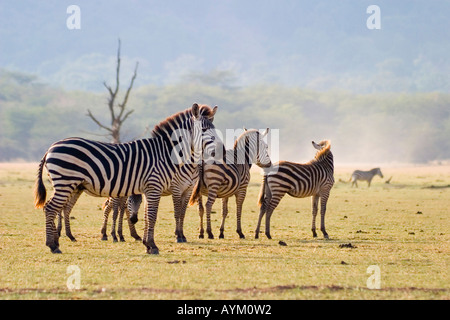 Una mandria di comune zebra pascolano sulle pianure accanto al Lago Manyara in Oriente Rift Valley africana in Tanzania. Foto Stock