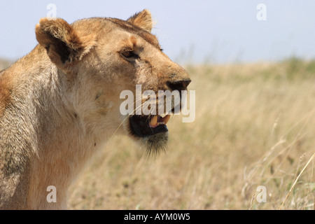 Una leonessa a caccia di prede durante la stagione secca sulle pianure del nord del Serengeti, Tanzania Africa Orientale. Foto Stock