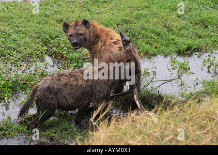 Due iena neutralizzare un marcio gnu carcassa in un foro di irrigazione nel cratere di Ngorongoro, Tanzania. Foto Stock