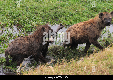 Due iena neutralizzare un marcio gnu carcassa in un foro di irrigazione nel cratere di Ngorongoro, Tanzania. Foto Stock