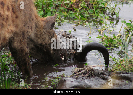 Una iena estrae un marcio gnu carcassa in un foro di irrigazione nel cratere di Ngorongoro, Tanzania. Foto Stock