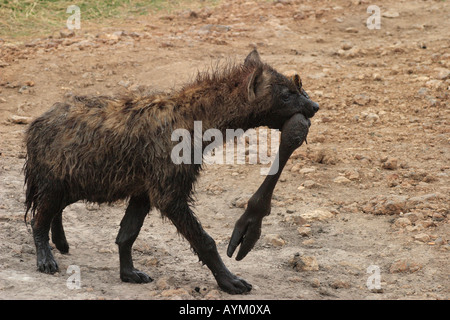 La iena porta una gamba fagocitato da una carcassa di GNU. Il cratere di Ngorongoro, Tanzania. Foto Stock