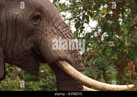 Un elefante che mangia da un albero nel cratere di Ngorongoro,Tanzania. Foto Stock