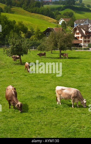 Vacche su un pascolo vicino a Zurigo, Svizzera, Europa Foto Stock