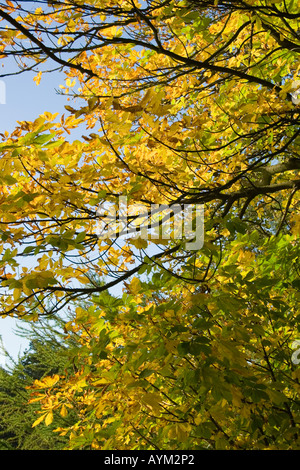 Autunno nel Pentland Hills Scozia Scotland Foto Stock