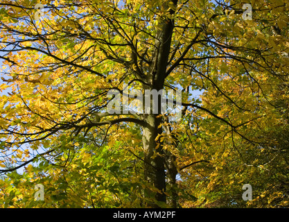 Autunno nel Pentland Hills Scozia Scotland Foto Stock