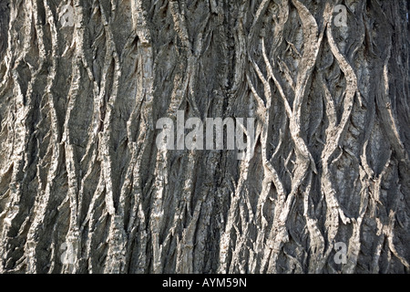 Il bolo di un centinaio di anni di chesnut tree (Castanea sativa). Tronc de châtaignier (Castanea sativa) centenaire. Foto Stock