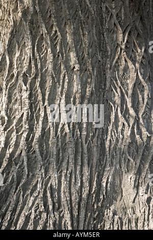 Il bolo di un centinaio di anni di chesnut tree (Castanea sativa). Tronc de châtaignier (Castanea sativa) centenaire. Foto Stock