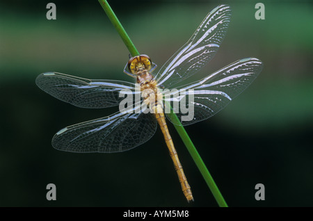 Femmina Vagrant Darter Foto Stock