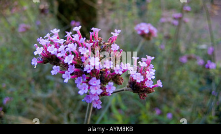 Verbena bonariensis, England, Regno Unito Foto Stock