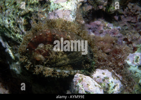 Il verde Mediterraneo Ormer abalone Haliotis tuberculata abbarbicato su una roccia con appendici e gli occhi visibile Foto Stock