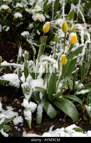 Coperta di neve tulipani fioritura in un paese di lingua inglese giardino durante la primavera Foto Stock