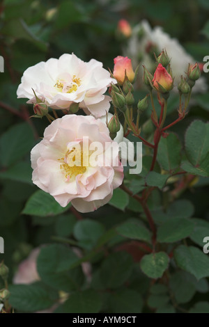 Una bella rosa pallido rosa bush in un giardino inglese Foto Stock