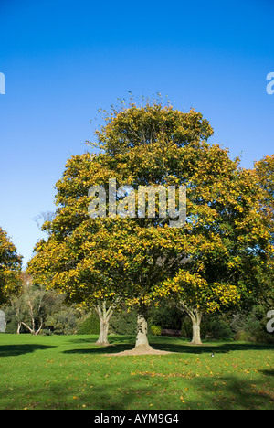 Colori autunnali su una matura sicomoro - Dublino, Irlanda Foto Stock
