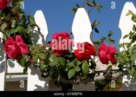 Soleggiato colorati rose rosse lungo un quartiere white Picket Fence su una calda mattina di primavera. Foto Stock