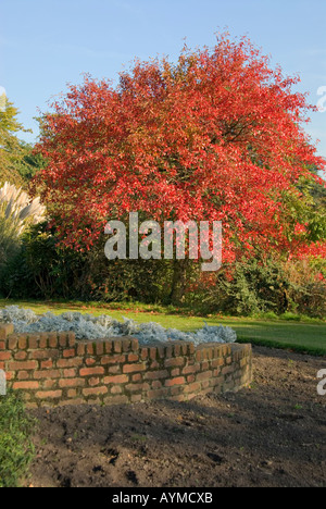 Un rosso infuocato albero nella Broomfield Park Palmers Green Londra Foto Stock