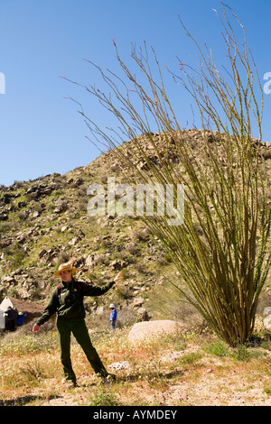 Joshua Tree National Park California ranger del parco parlando di fioritura Ocotillo Fouquieria splendens sulla passeggiata di fiori selvaggi Foto Stock