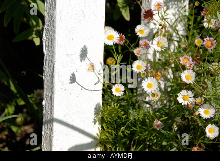 Piccolo impianto a margherita crescente di fronte ad una bella casa, getta un' ombra di fiori su un recinto di picchetti bianchi. Foto Stock