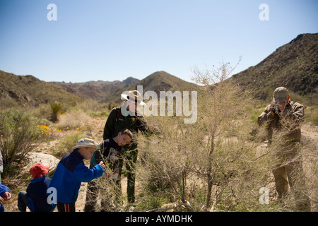 Joshua Tree National Park, California; ranger del parco parlando di Indigo Bush Psorothamnus schottii sulla passeggiata di fiori selvaggi Foto Stock