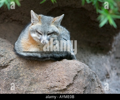 Grigio Grigio Fox Zorra Gris Urocyon cinereoargenteus Foto Stock