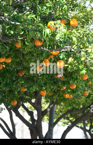 Orange albero di agrumi con arance mature a Phoenix Arizona USA Foto Stock