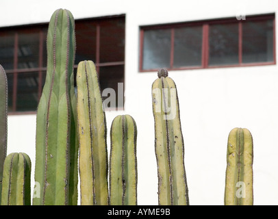 Museo Casa Estudio Diego Rivera y Frida Kahlo Diego Rivera e Frida Kahlo Studio Museum Città Del Messico Foto Stock