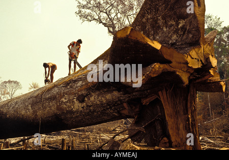 I taglialegna abbattono un samauma o albero mafumeira ( Ceiba pentandra ), noto anche come madre degli alberi, foresta pluviale amazzonica, Brasile. Foto Stock