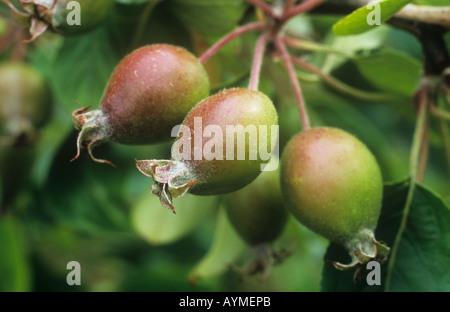 Close up di crescita e maturazione dei frutti di melo o Malus sylvestris domestica Foto Stock