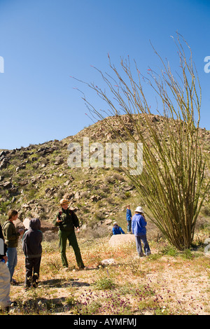 Joshua Tree National Park, California; ranger del parco parlando di fioritura Ocotillo Fouquieria splendens sulla passeggiata di fiori selvaggi Foto Stock