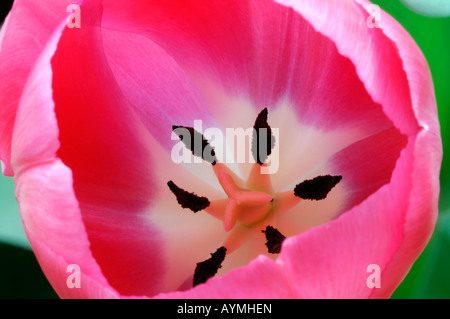 Closeup close-up fotografia macro di una rosa e bianco tulip Foto Stock