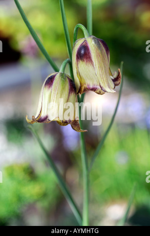 Fritillaria bithynica fritillary flower bloom fiore giallo-verde di fondo diffuso var variante di cultivar di specie Foto Stock