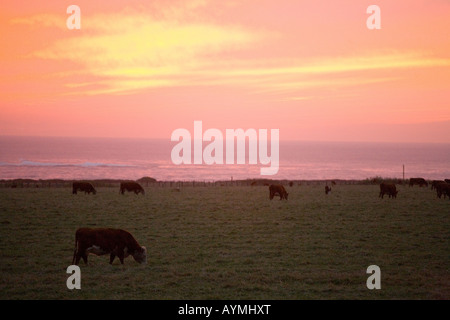 Le mucche al pascolo in California Foto Stock