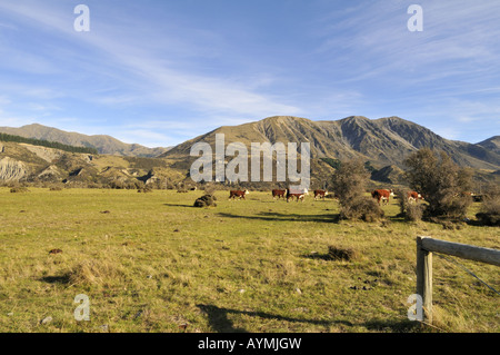 Hereford cattles in North Canterbury Isola del Sud della Nuova Zelanda Foto Stock