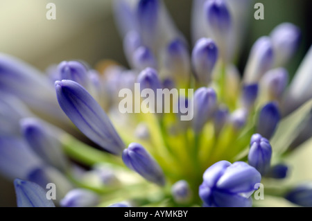Agapanthus praecox subsp orientalis " variegata' aperti boccioli di fiori baby blue close up close-up macro Foto Stock