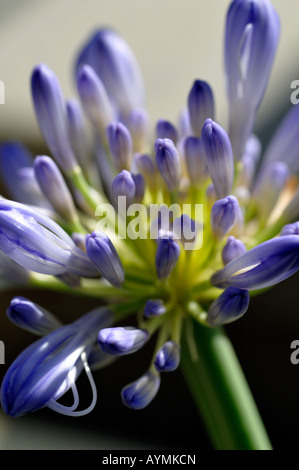 Agapanthus praecox subsp orientalis " variegata' aperti boccioli di fiori baby blue close up close-up macro Foto Stock