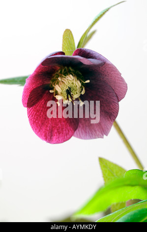 L'elleboro helleborus "blue lady' closeup close-up close up macro di un fiore aperto insieme contro uno sfondo grigio Foto Stock